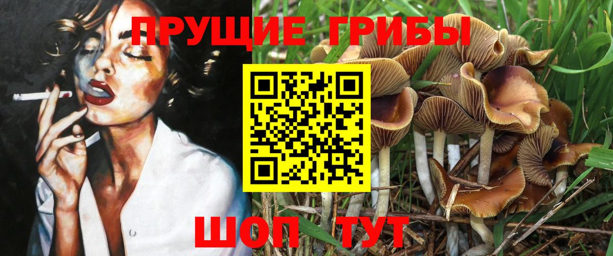 Галлюциногенные грибы Cubensis  купить  сайты  Вход с VPN  Зеленодольск  Псилоцибиновые грибы GOLDEN TEACHER 