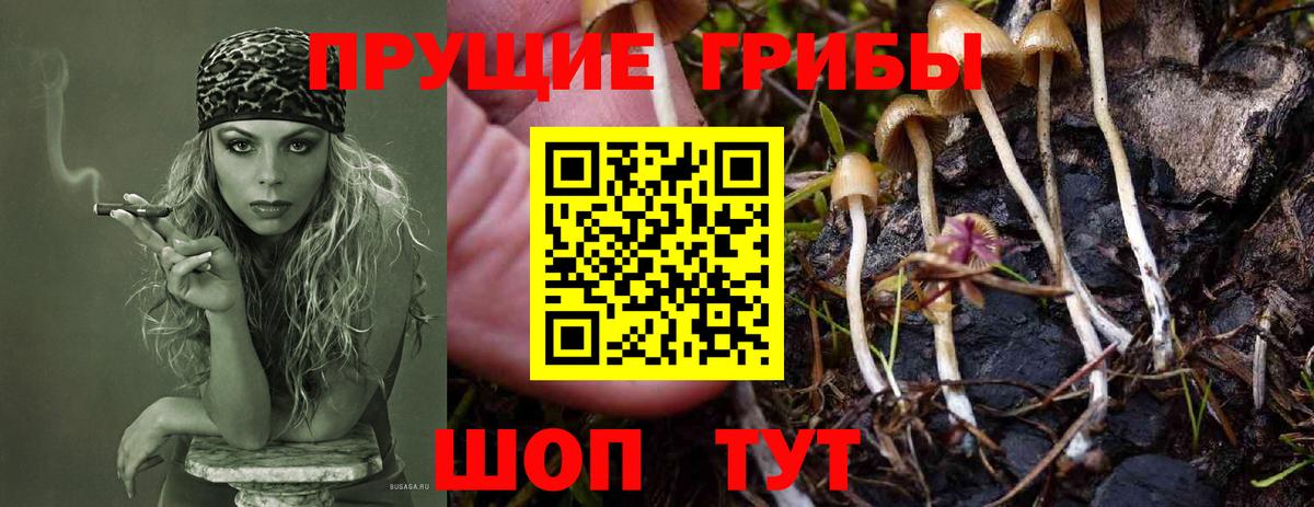 Псилоцибиновые грибы GOLDEN TEACHER Зеленодольск